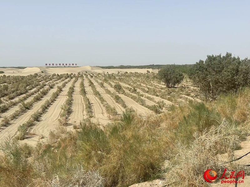 麥蓋提縣百萬畝防風固沙生態(tài)林建設工程。人民網(wǎng)記者 常雪梅攝