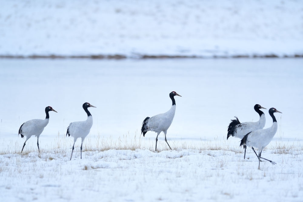 2021年10月21日在三江源國家公園黃河源園區(qū)內拍攝的黑頸鶴。新華社記者 張龍 攝