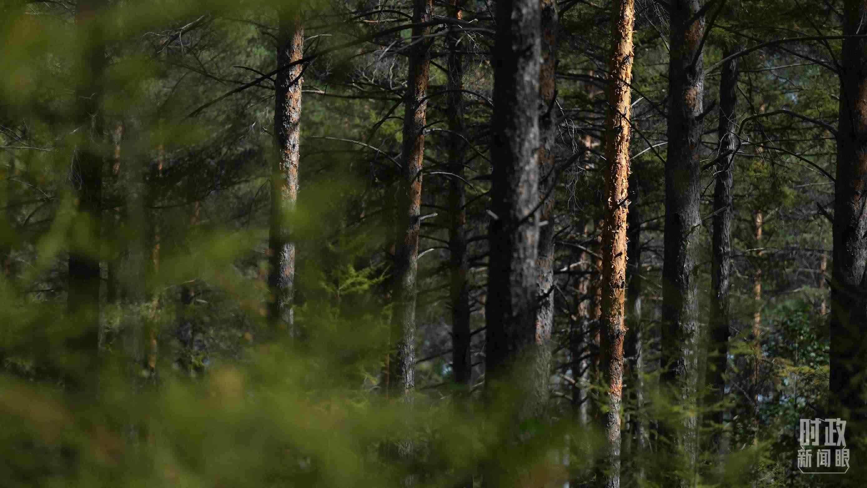 △漠河林場有天然林3.54萬公頃、蓄積量325.3萬立方米。（總臺國廣記者李晉拍攝）