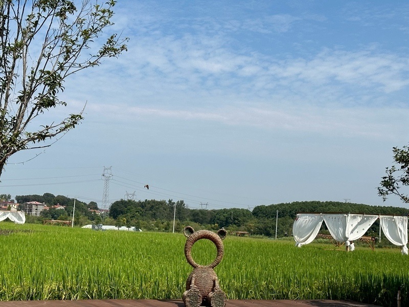 林語未來村打造農(nóng)家畈田園綜合體。人民網(wǎng) 王紹紹攝