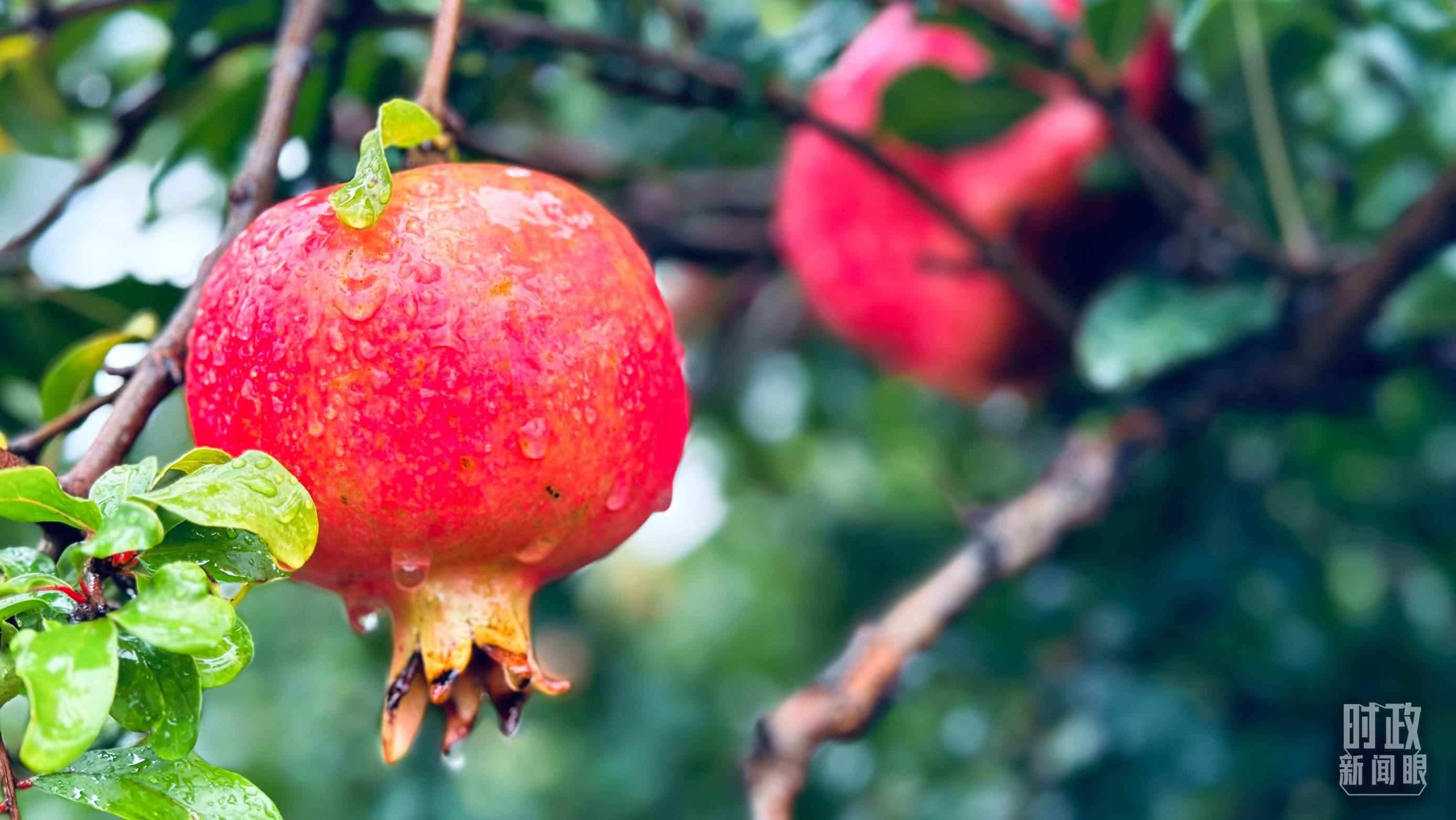 △一場秋雨過后，石榴更顯晶瑩。（總臺央視記者李輝、范一鳴拍攝）