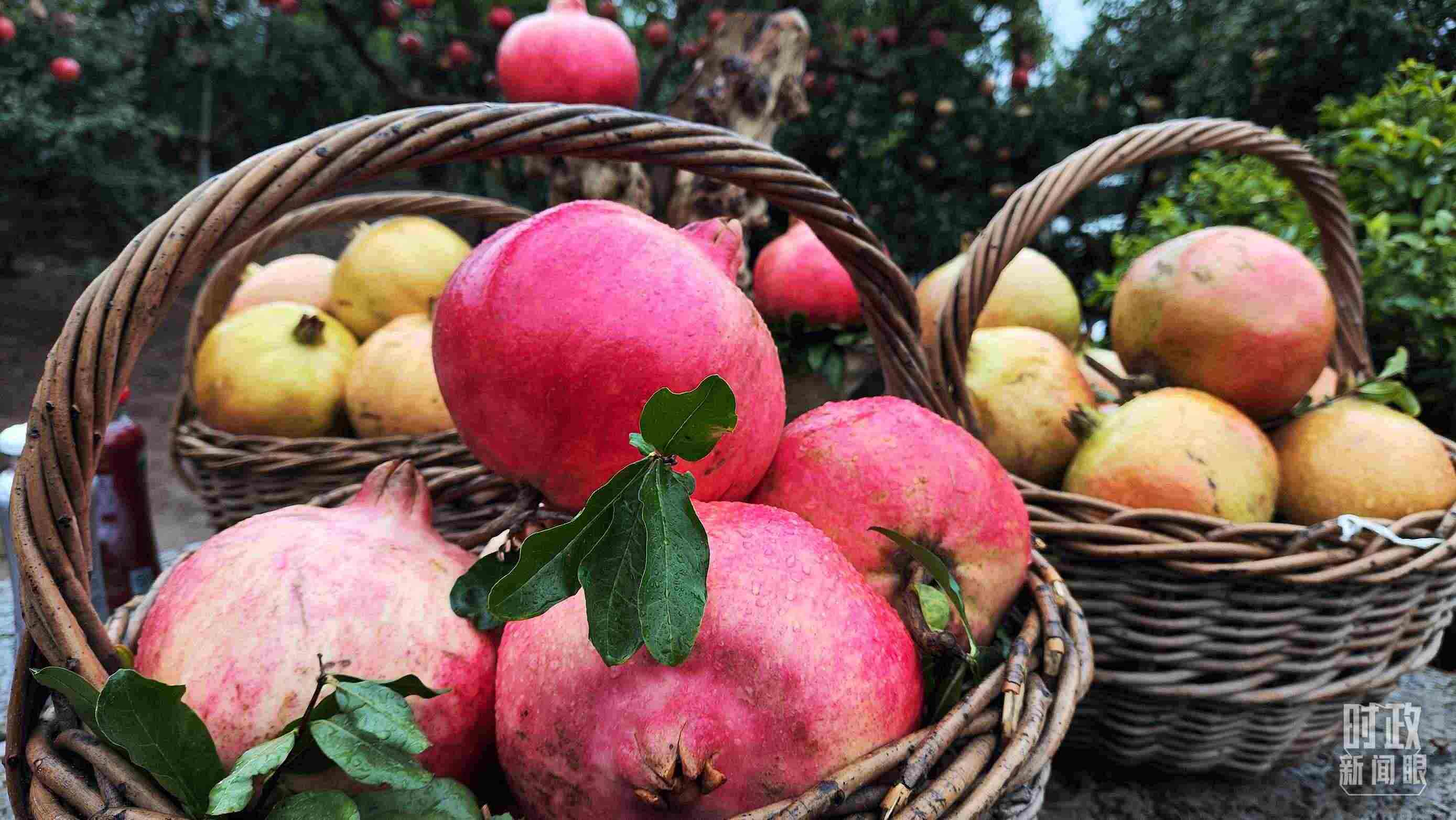 △種植園內(nèi)新鮮采摘的石榴。（總臺央視記者鐘信偉拍攝）