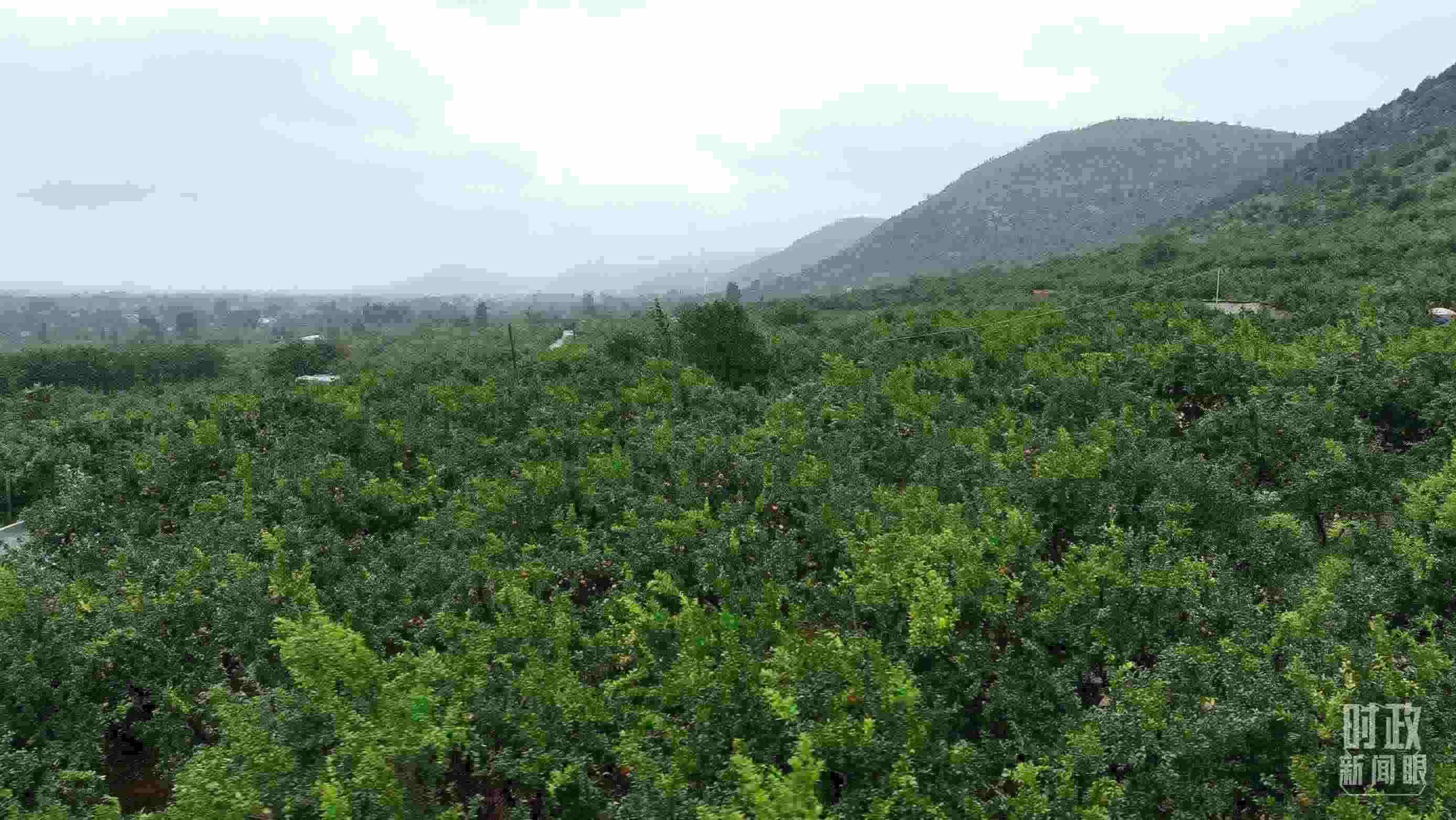 △山東棗莊冠世榴園。（總臺記者韓森、張鵬拍攝）