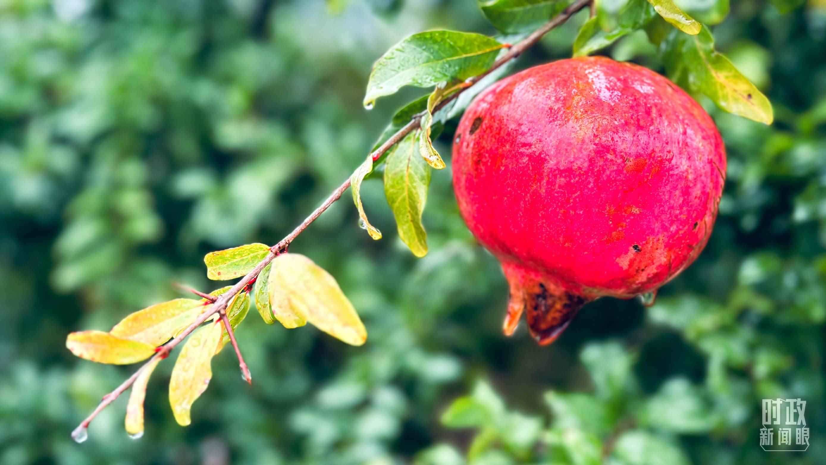 △山東省棗莊市冠世榴園，石榴紅了。（總臺央視記者范一鳴拍攝）