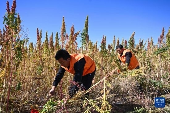 9月28日，農(nóng)民參加內(nèi)蒙古武川縣首屆藜麥開鐮節(jié)割藜麥比賽。