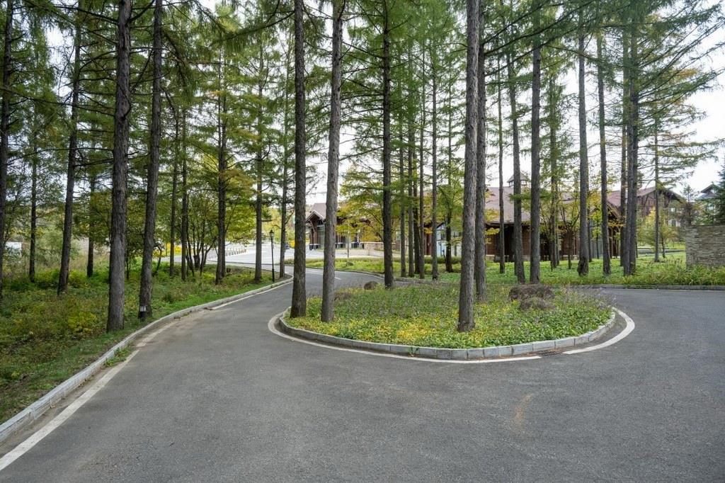 園區(qū)里“路讓樹”成為行為準則。王哲攝