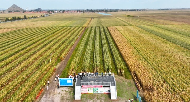 在遼寧省鐵嶺縣蔡牛鎮(zhèn)，外地農(nóng)民到張莊玉米合作社的大田里學(xué)習(xí)玉米選種和栽種技術(shù)（2023年9月26日攝，無人機(jī)照片）。新華社記者 楊青 攝