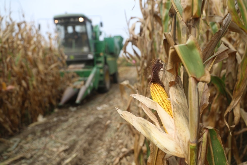 在遼寧省鐵嶺縣蔡牛鎮(zhèn)玉米田里，農(nóng)民駕駛農(nóng)機(jī)收割玉米（2023年9月26日攝）。新華社記者 楊青 攝