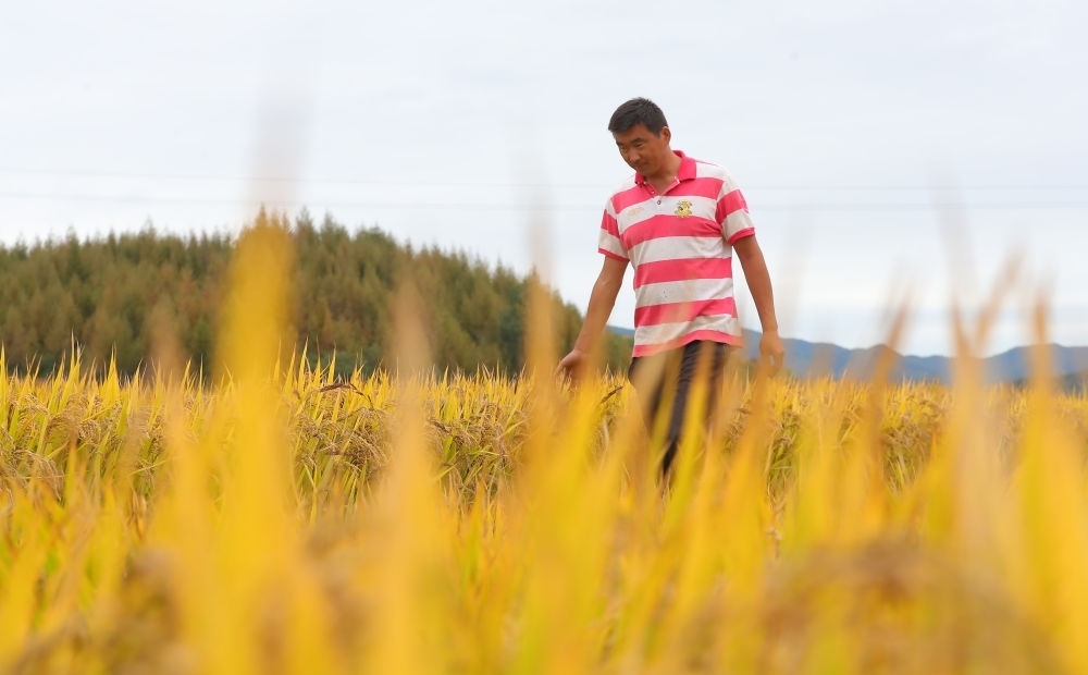 在遼寧省撫順市新賓滿族自治縣新賓鎮(zhèn)的水稻田里，農(nóng)民丁輝查看水稻成熟情況（2023年9月25日攝）。新華社記者 楊青 攝