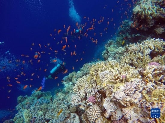  10月2日，人們在埃及西奈半島達(dá)哈布藍(lán)洞內(nèi)的珊瑚旁深潛。新華社記者 隋先凱 攝