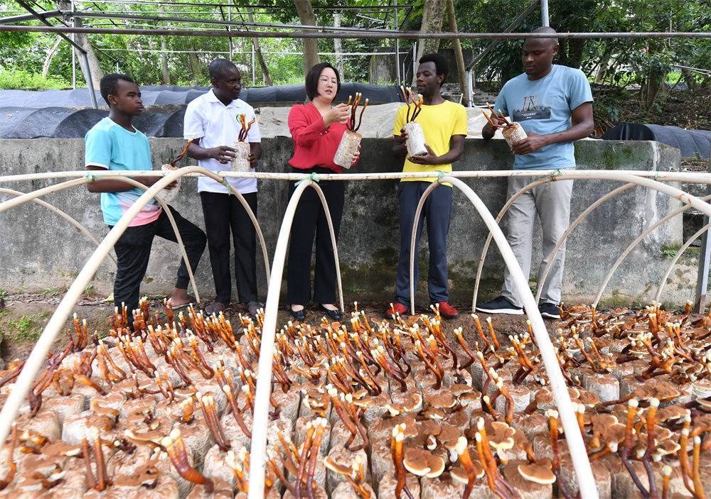 2021年8月12日，福建農(nóng)林大學國家菌草工程技術(shù)研究中心副主任林冬梅（中）為非洲留學生講解菌草鹿角靈芝的栽培情況。新華社記者 林善傳 攝