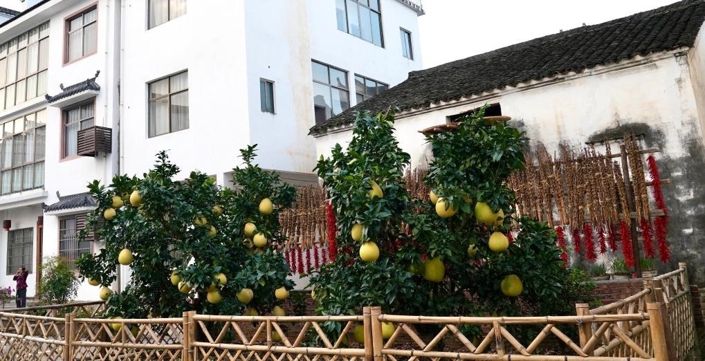 近日在江西省上饒市婺源縣秋口鎮(zhèn)王村石門自然村拍攝的馬家柚。新華社記者 胡晨歡 攝