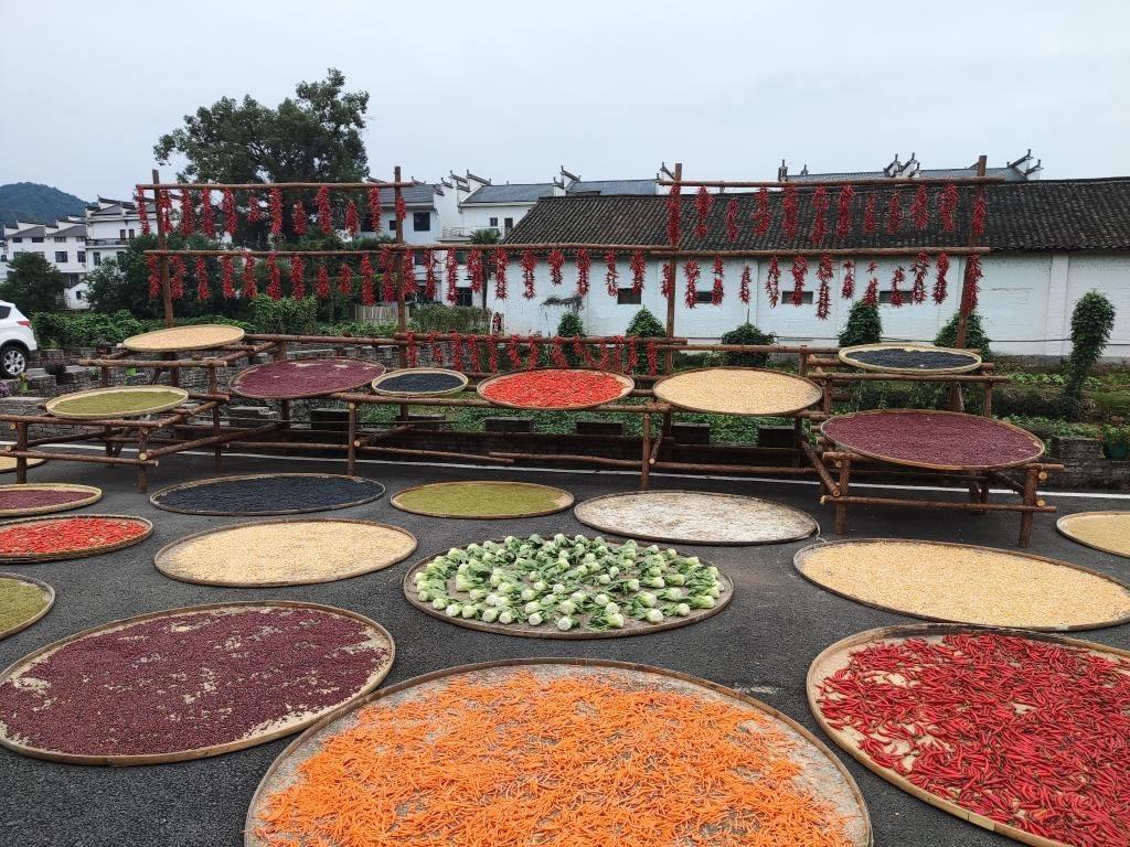 近日，江西省上饒市婺源縣秋口鎮(zhèn)王村村民晾曬的農(nóng)作物。新華社記者 劉佳敏 攝