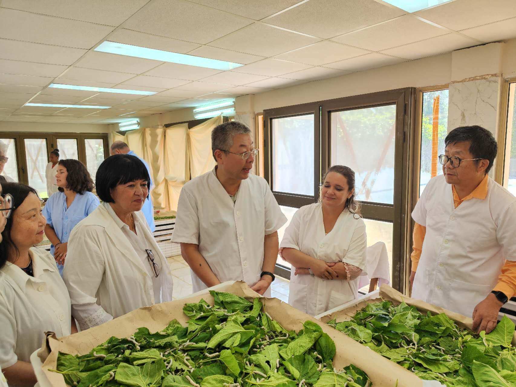 2023年5月23日，中國(guó)駐古巴大使馬輝考察古中蠶?？萍己献髦行?。來(lái)源：中國(guó)駐古巴大使館官網(wǎng)