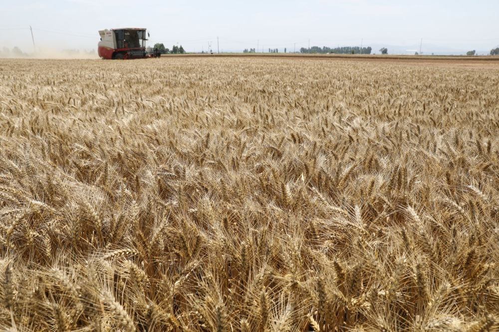 河南省焦作市溫縣黃河街道張王莊村村民駕駛收割機在田間收獲小麥（2023年6月6日攝）。新華社發(fā)（徐宏星 攝）