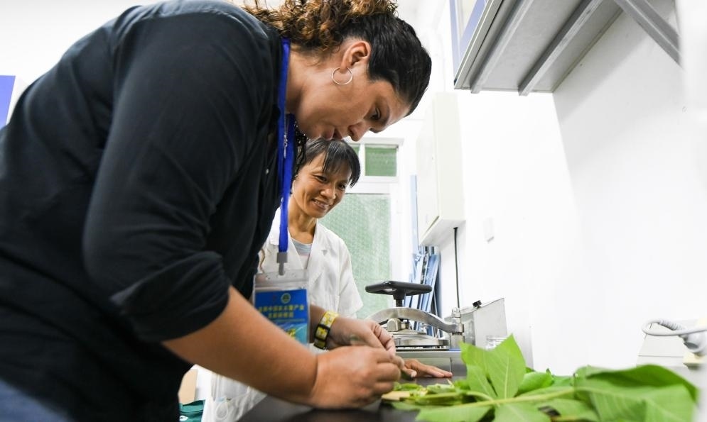 9月17日，來自哥倫比亞的研修班學(xué)員埃文·奧拉亞（左）在中國專家的指導(dǎo)下學(xué)習(xí)實操木薯組培快速繁育技術(shù)。