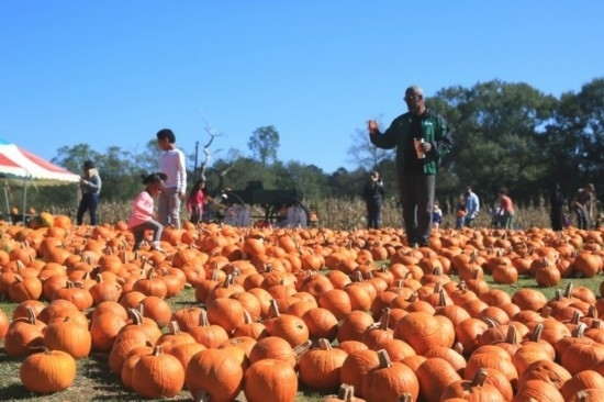  2020年10月31日，在美國新奧爾良市，人們在南瓜農(nóng)場里玩耍。新華社發(fā)（魏蘭攝）