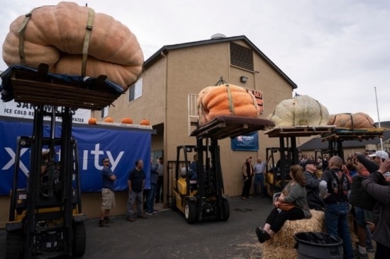  10月9日，在美國加利福尼亞州圣馬特奧縣半月灣舉行的南瓜稱重大賽現(xiàn)場，人們圍觀參賽的南瓜。新華社發(fā)（李建國攝）