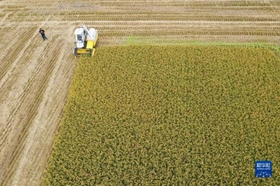 11月4日，在南通市通州區(qū)十總鎮(zhèn)育民村農(nóng)場，一臺設(shè)置好參數(shù)的無人收割機在工作中（無人機照片）。