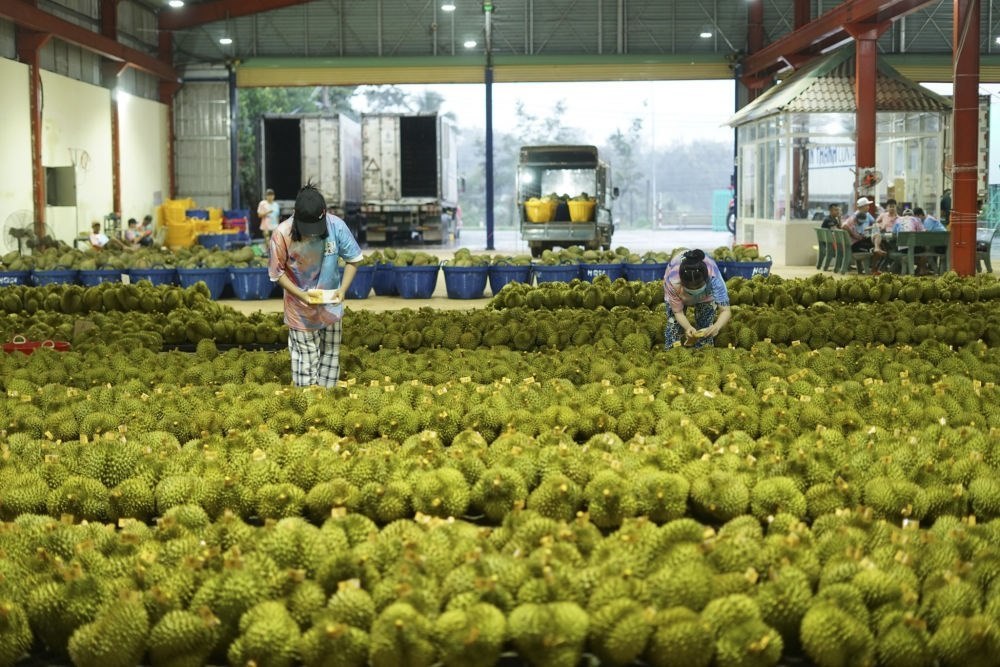 2023年9月15日，在越南多樂省一家榴蓮加工廠，工人在給即將出口到中國的榴蓮包裝貼牌。隨著《區(qū)域全面經(jīng)濟伙伴關(guān)系協(xié)定》紅利釋放，中國—東盟貿(mào)易規(guī)模進一步擴大。越來越多東盟國家的優(yōu)質(zhì)水果便捷地進入中國市場，走上消費者的餐桌。