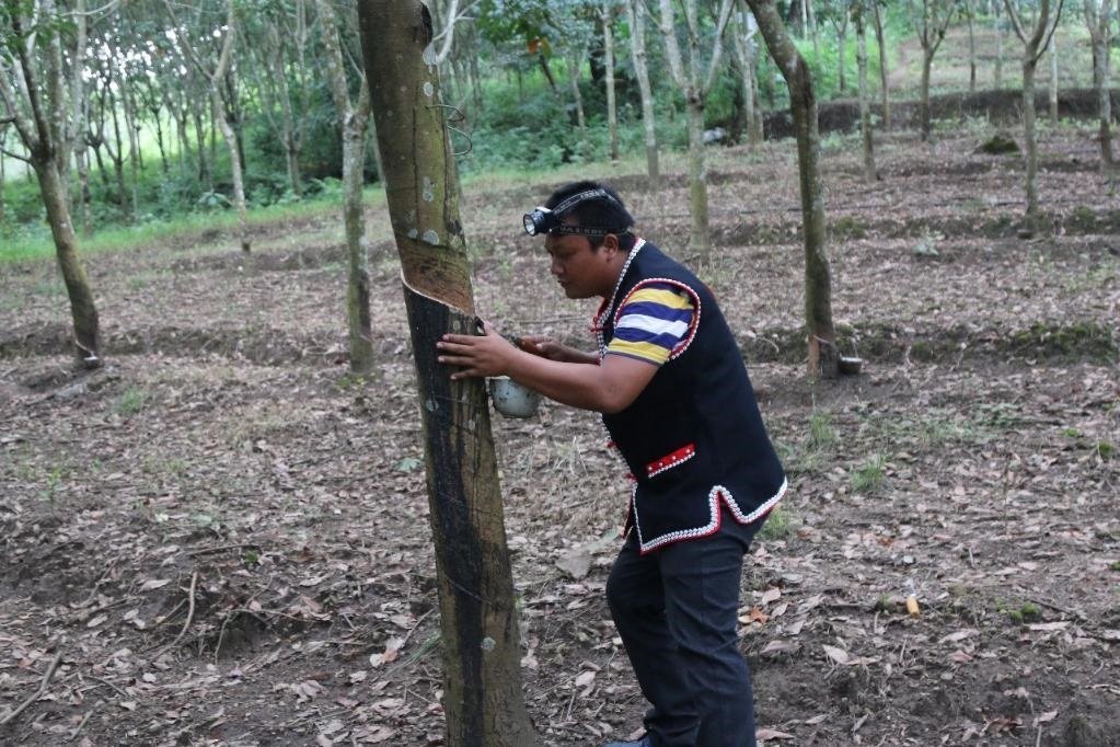 2017年10月，云南省永德縣團(tuán)樹(shù)村佤族膠農(nóng)蔣文富在割膠