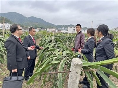  圖④：岑溪法院糯垌法庭法官深入轄區(qū)火龍果基地調(diào)研。