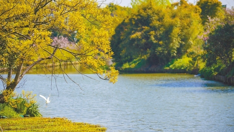  碧波蕩漾 浙江嘉興市海鹽縣望海街道永福社區(qū)荷花池，一汪碧水波光粼粼，風(fēng)光旖旎。當(dāng)?shù)厥冀K堅(jiān)持綠色發(fā)展，促進(jìn)人與自然和諧共生。 肖弗勒模具（嘉興）有限公司德國(guó)籍經(jīng)理 湯姆·魯特納攝 “當(dāng)?shù)卮迕窀嬖V我，如今環(huán)境變好了，茶余飯后，大家都會(huì)到河邊散散步，欣賞美景，和鄰居聊聊天。我想，好生態(tài)是大自然的饋贈(zèng)，更是長(zhǎng)三角地區(qū)大力治理生態(tài)環(huán)境的結(jié)果。希望美麗中國(guó)的綠色發(fā)展之路越走越好?！? /></p> <p style=