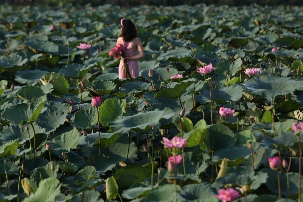 這是2020年7月15日，一名女子在越南首都河內西湖畔的荷花叢中留影。