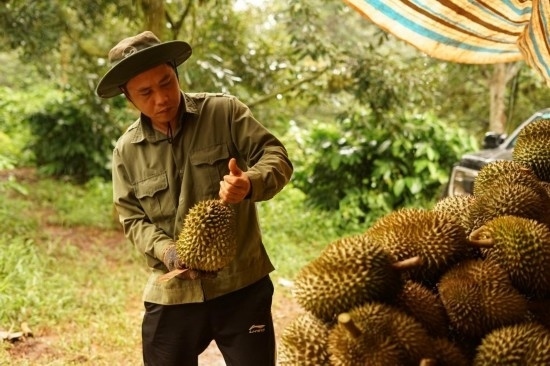 9月15日，在越南多樂(lè)省一家榴蓮果園，一名果農(nóng)初步清潔剛采摘的榴蓮。依托中國(guó)-東盟博覽會(huì)等平臺(tái)，越來(lái)越多東盟國(guó)家的榴蓮得以更加便捷地進(jìn)入中國(guó)市場(chǎng)，并以更加優(yōu)惠的價(jià)格走上消費(fèi)者的餐桌。（新華社記者胡佳麗攝）