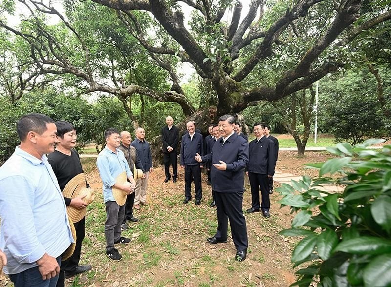 2023年4月11日，習(xí)近平總書記在廣東茂名柏橋村荔枝種植園，同現(xiàn)場(chǎng)技術(shù)人員親切交流。