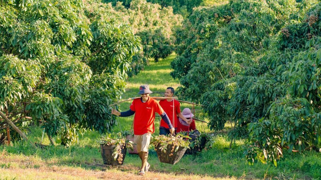 2023年10月，泰國(guó)尖竹汶府的龍眼種植園內(nèi)，采果工人正在運(yùn)輸新采摘的龍眼。（黎銀成攝 新華社發(fā)）