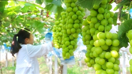 小屯村葡萄園里的陽(yáng)光玫瑰葡萄。肖俊楠攝