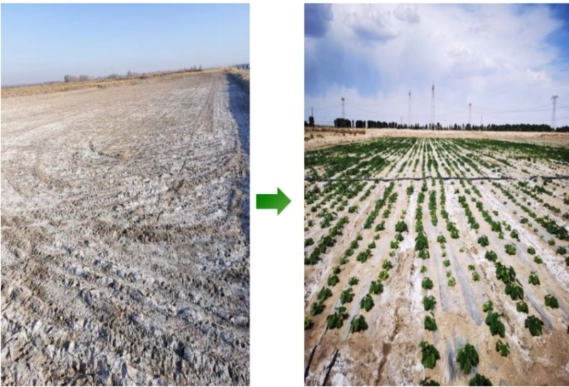 鹽堿地成良田。黃花農(nóng)場(chǎng)供圖