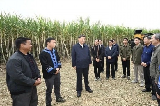 2023年12月14日，習(xí)近平總書記在廣西來賓市國家現(xiàn)代農(nóng)業(yè)產(chǎn)業(yè)園黃安優(yōu)質(zhì)“雙高”糖料蔗基地考察。