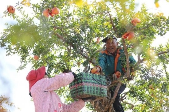 紅彤彤的石榴掛滿枝頭，農(nóng)戶們穿梭在林中采摘，享受著豐收的喜悅。