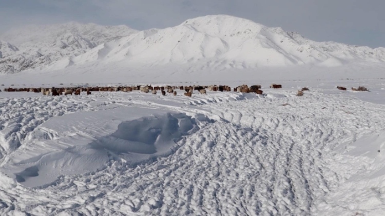 蒙古國(guó)近日發(fā)生雪災(zāi)。圖片來(lái)源：蒙政府網(wǎng)站