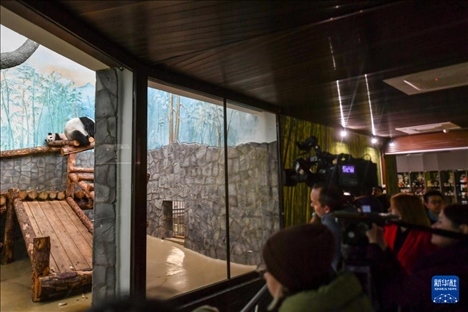 3月8日，人們在俄羅斯莫斯科動(dòng)物園觀看大熊貓“喀秋莎”（左）和媽媽“丁丁”。新華社記者 曹陽 攝