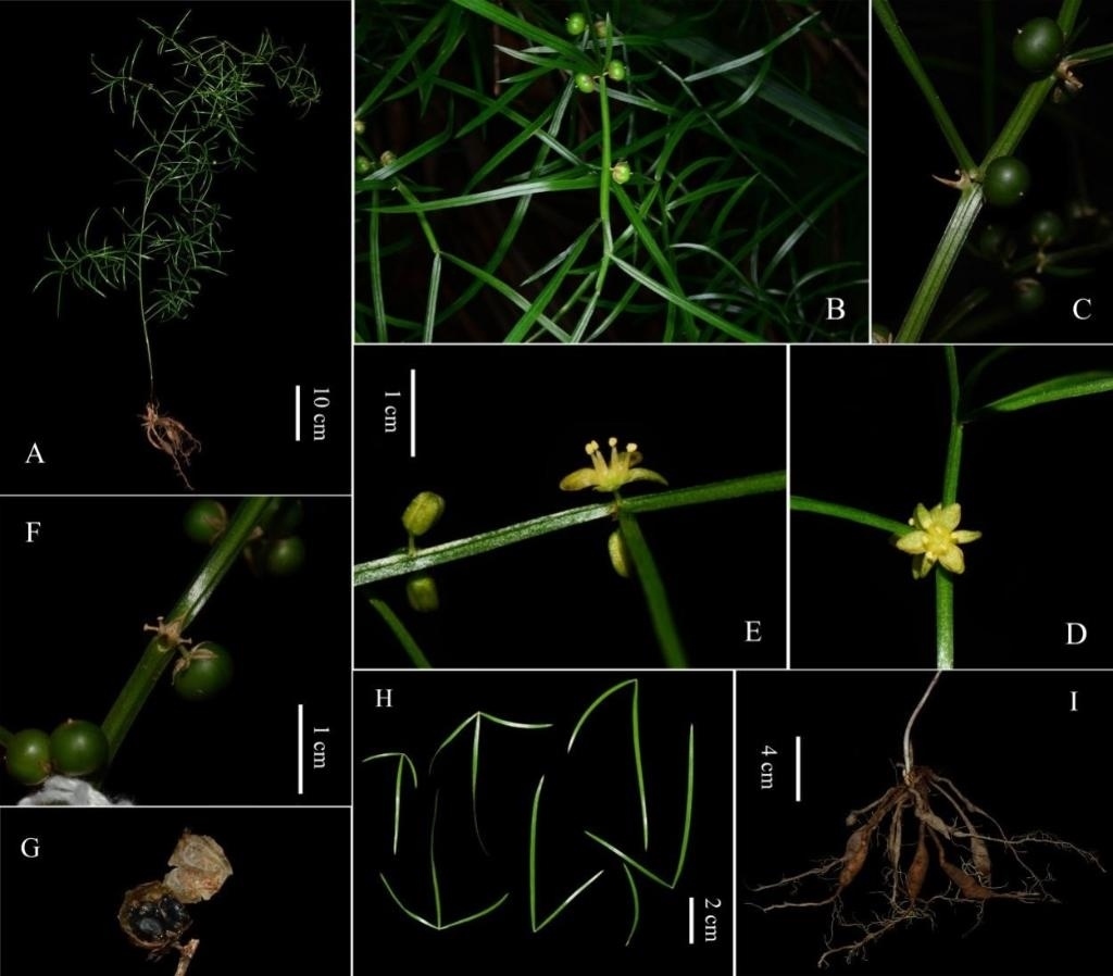 圖為大別山天門冬的形態(tài)特征。(中國(guó)科學(xué)院武漢植物園供圖)