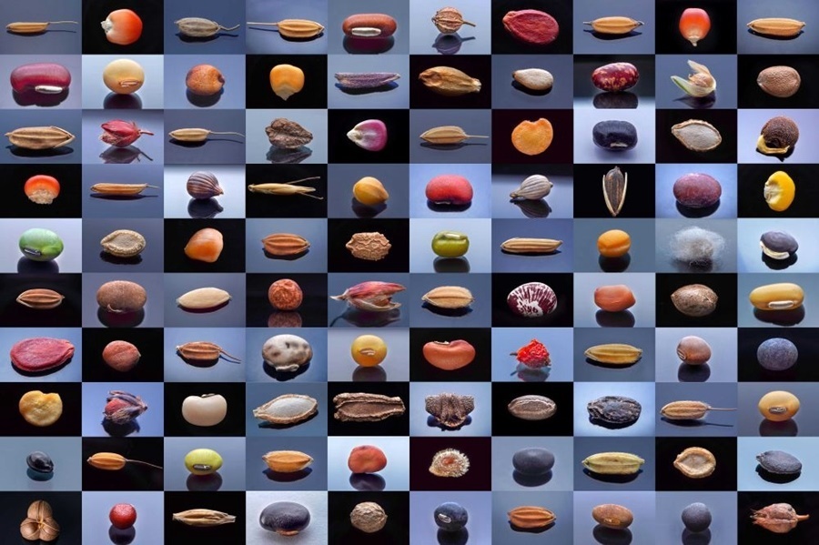 微距鏡頭下，湖南省農(nóng)作物種質(zhì)資源庫的種子千姿百態(tài)（100個(gè)種子拼版照片）。