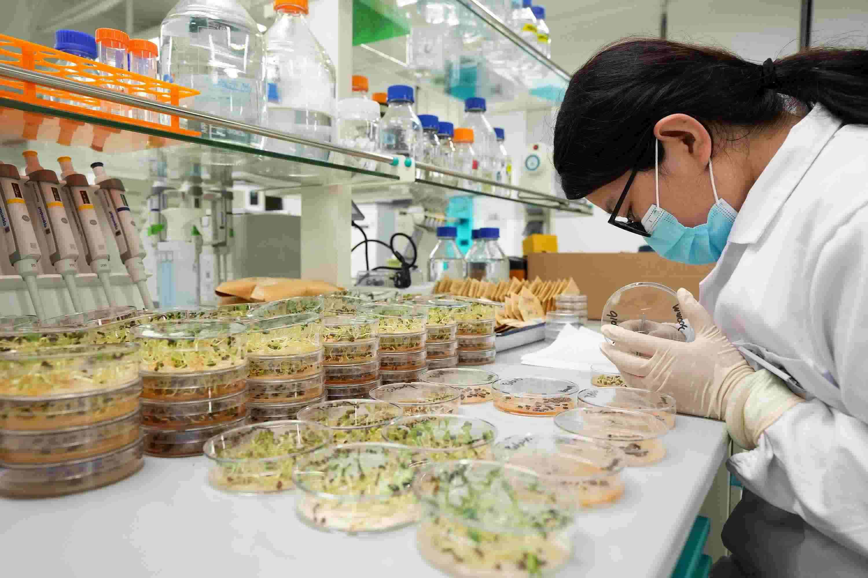 △ 海南三亞崖州灣科技城的崖州灣種子實驗室，科研人員正在觀察種子樣本。