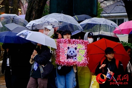 因“福寶”獲得力量和慰藉的年輕粉絲。 人民網(wǎng) 李帆攝