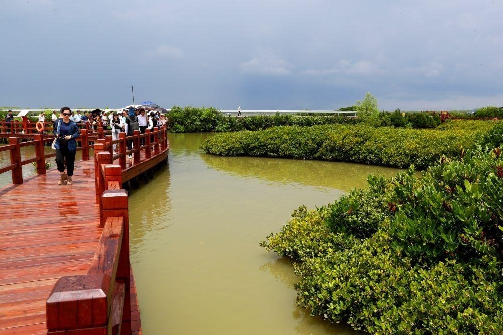 △2023年6月13日，人們在廣東湛江市麻章區(qū)金牛島觀賞紅樹林。
