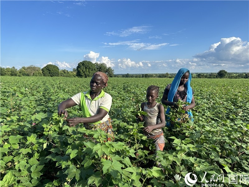 當(dāng)?shù)孛揶r(nóng)在麥田里勞作。人民網(wǎng)記者 黃培昭攝