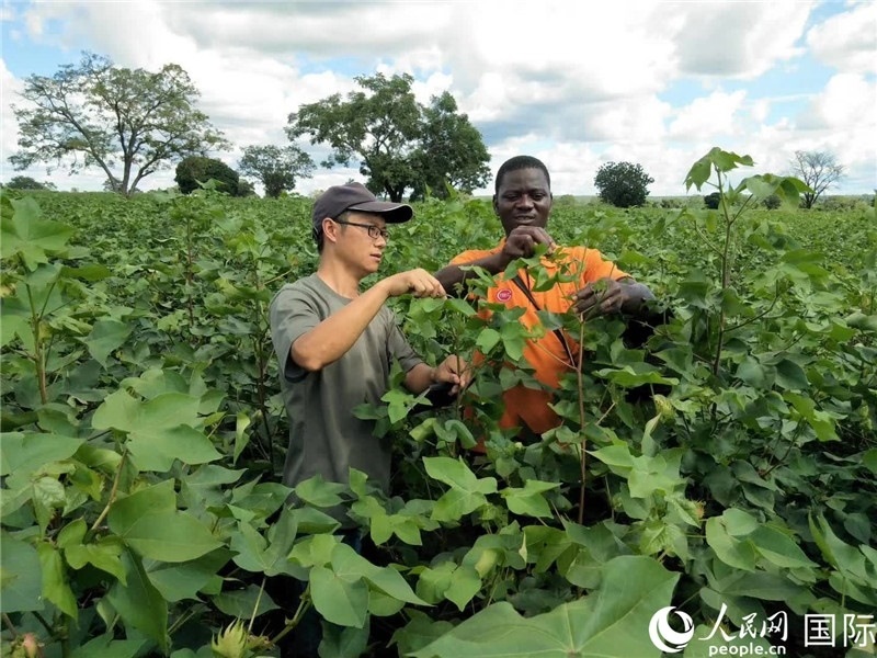 首小勇指導(dǎo)當(dāng)?shù)剞r(nóng)民種植棉花。人民網(wǎng)記者 黃培昭攝