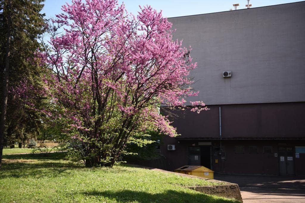 斯梅戴雷沃鋼廠里盛開的南歐紫荊花。