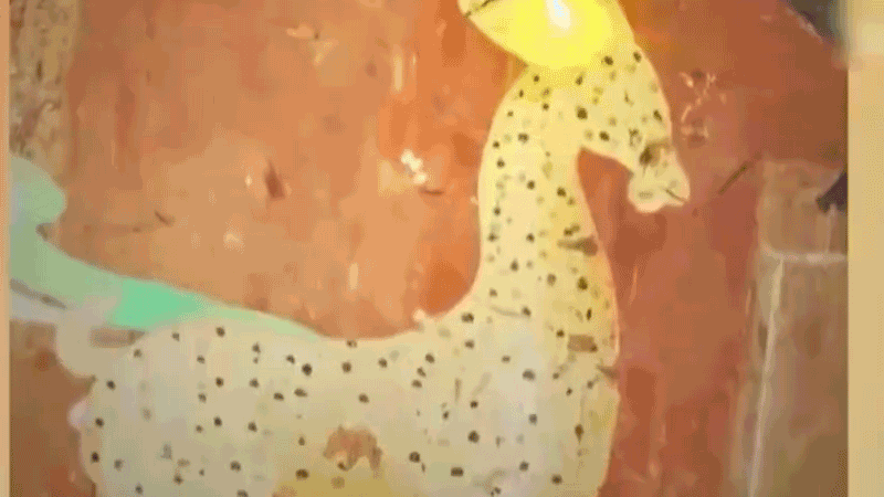 在全新技術(shù)支持下，敦煌莫高窟實(shí)現(xiàn)了窟內(nèi)文物窟外看的新體驗(yàn)。