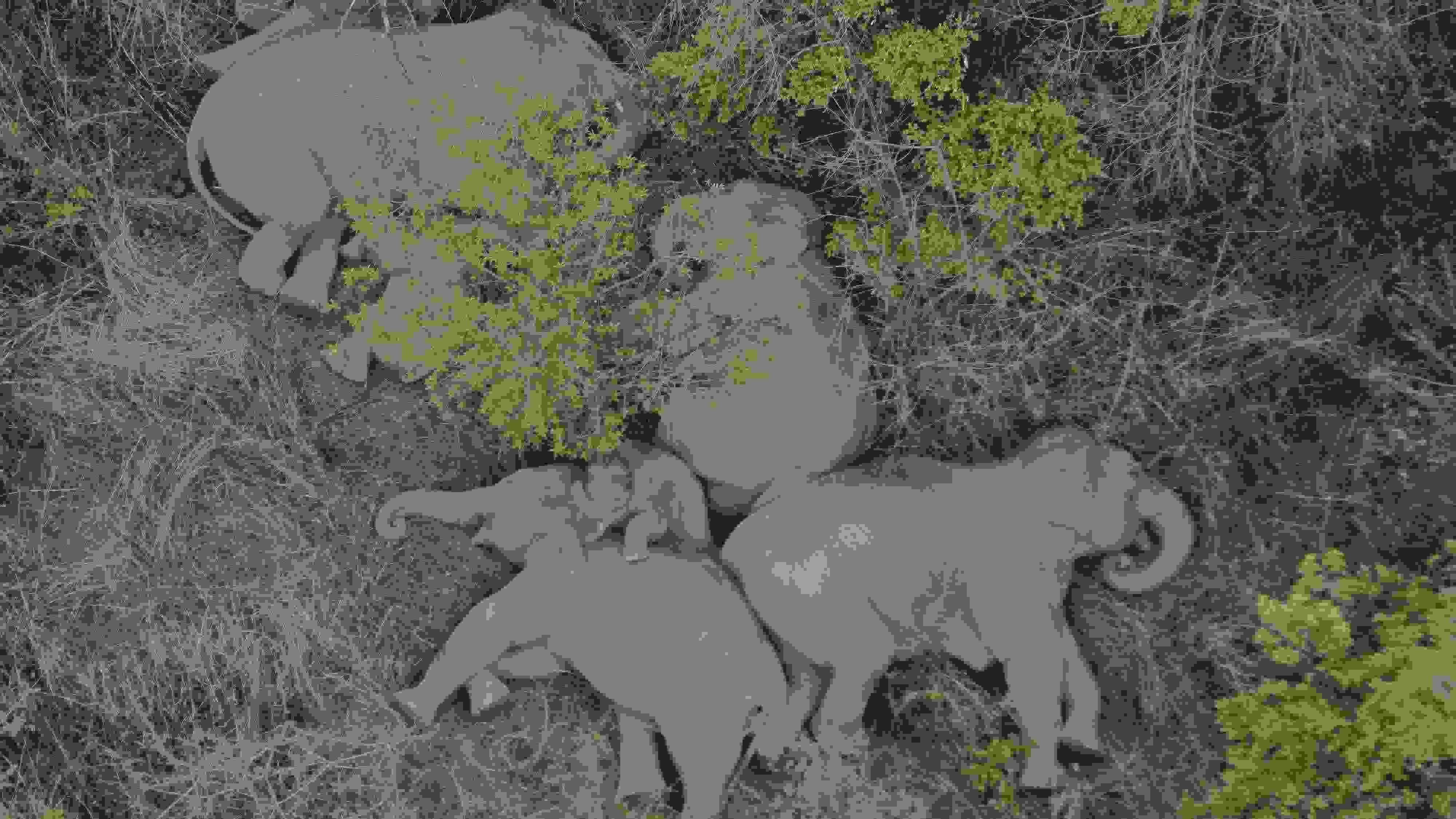 2021年6月7日，航拍顯示亞洲象群在云南省昆明市晉寧區(qū)夕陽鄉(xiāng)山林地里睡覺休息。