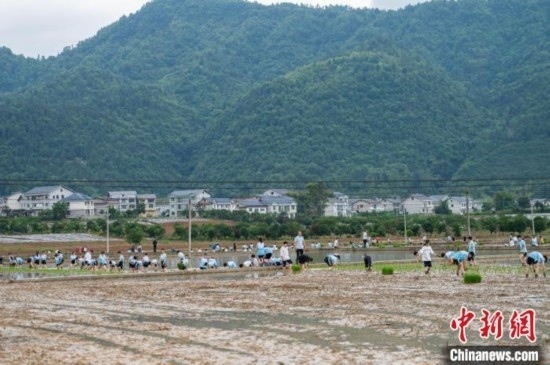 圖為5月21日，綏陽(yáng)縣旺草中學(xué)學(xué)生在旺草萬(wàn)畝大壩體驗(yàn)插秧。唐哲 攝