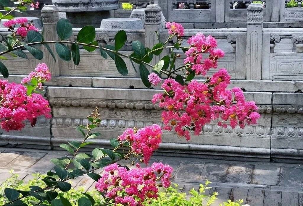 夏天的故宮一角。故宮博物院供圖