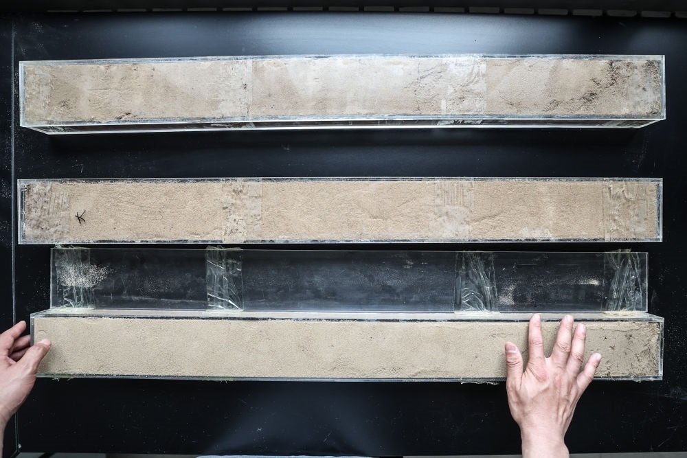 “草根博士”呂林有在遼寧省農(nóng)業(yè)科學(xué)院沙地治理與利用研究所章古臺基地實(shí)驗(yàn)室整理提取的沙地土壤剖面樣本（2024年5月30日攝）。新華社記者 潘昱龍 攝